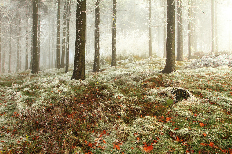 krása podzimního lesa na Slavném ...
